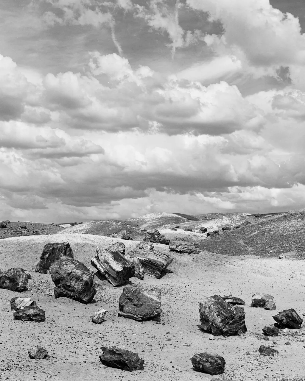 Petrified-Forest-Nationalpark