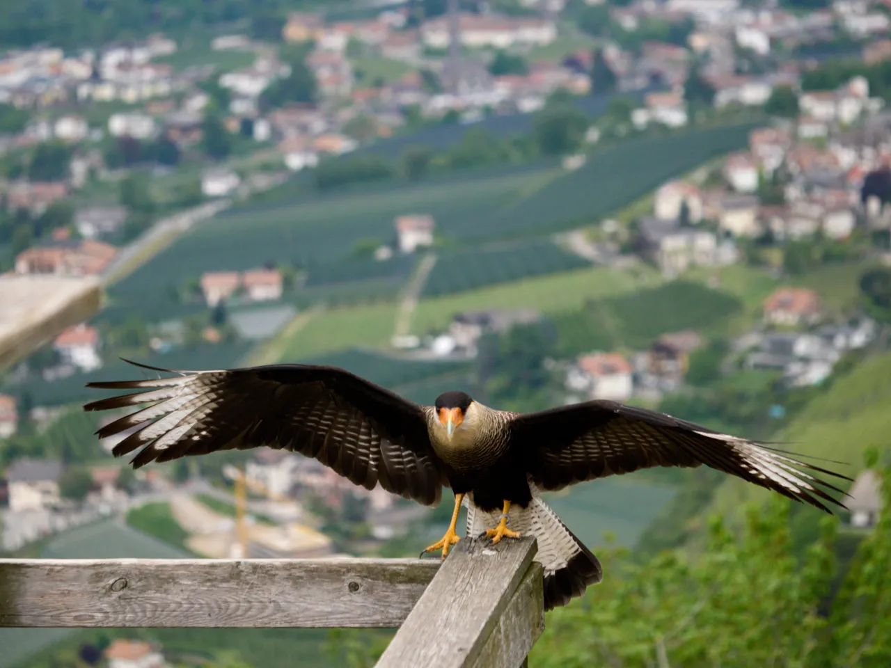 Caracara
