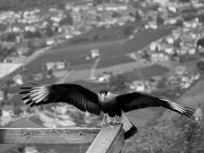 Caracara