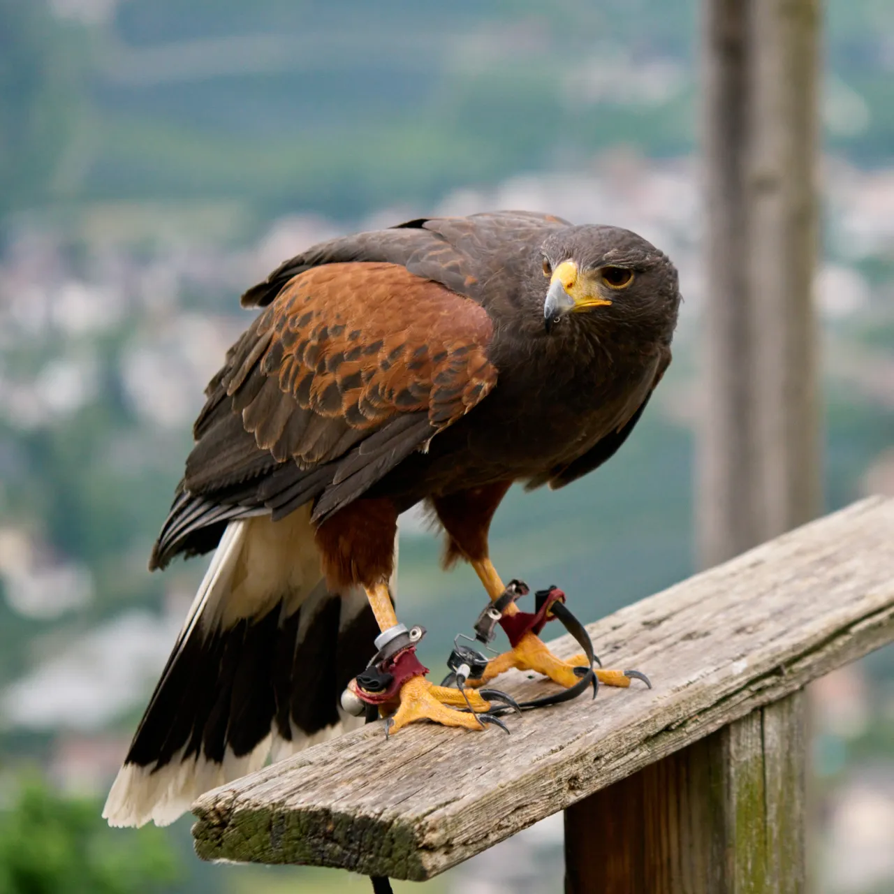 Red Kite