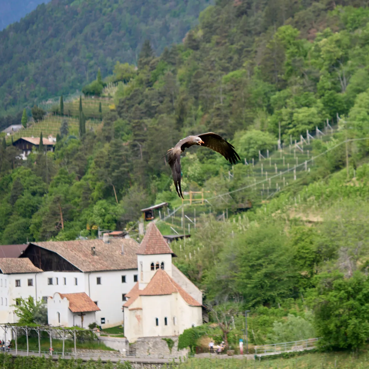 Golden Eagle