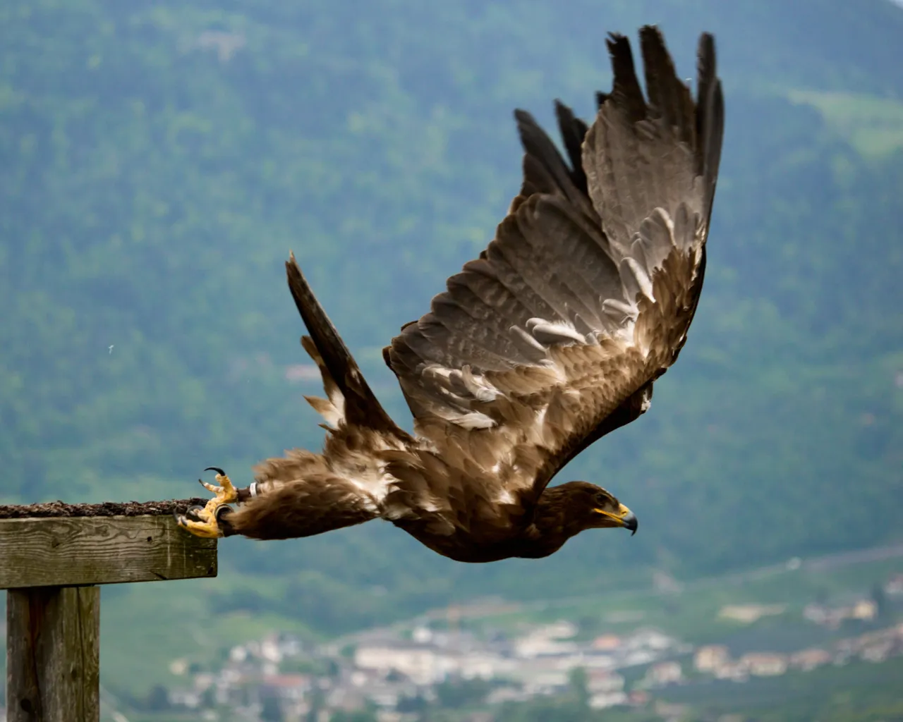Eagle