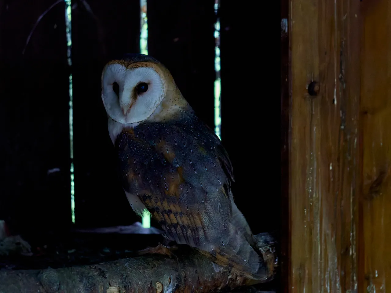 Barn owl